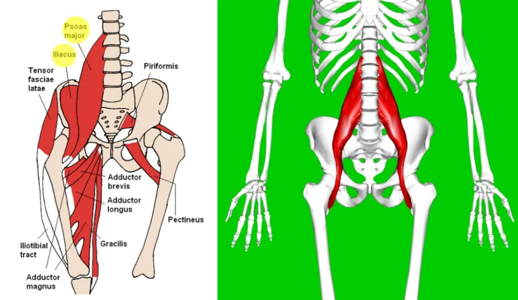 psoas major muscle